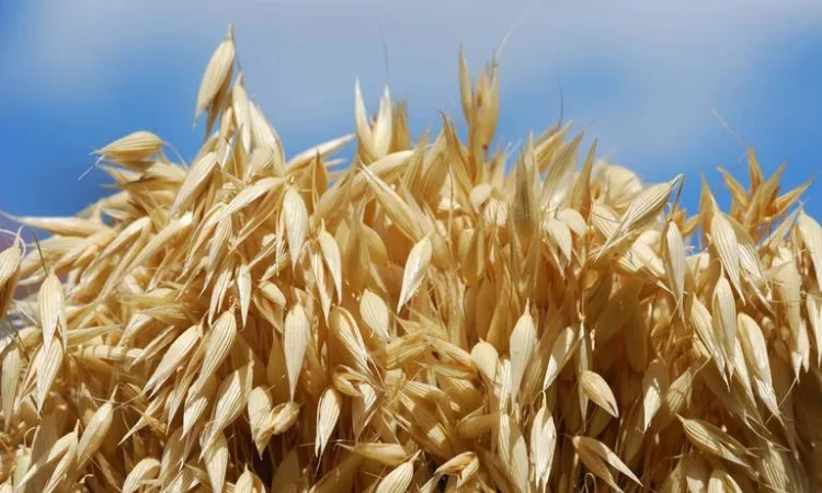 Насіння вівса сорту Нептун на продаж - фото № 1