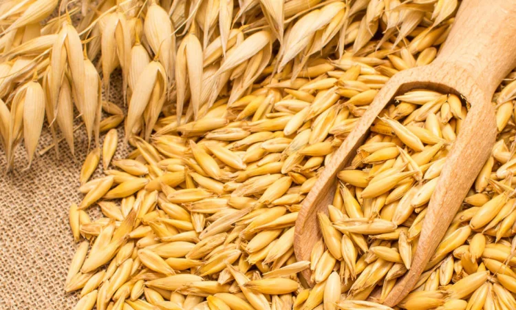 Овес товарний та на посів - фото № 1