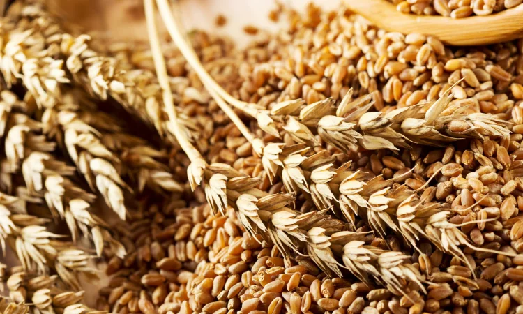 Куплю овес обсягом 1 тонна - фото № 1