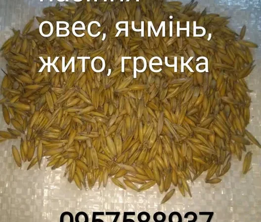 Овес посівний, Ячмінь ярий, Жито, Гречка, Вика - фото № 1
