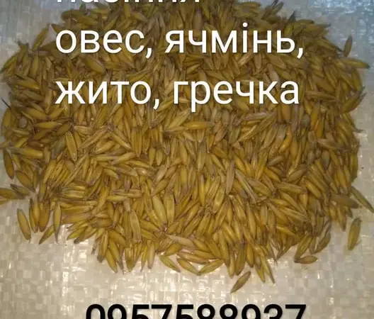 Овес посівний, Ячмінь ярий, Жито, Гречка, Вика - фото № 1