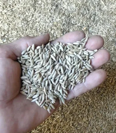 Жито непоганої якості .Цьогорічне 2025. - фото № 1