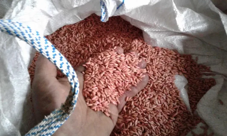 Зерно жито протруєне - фото № 1