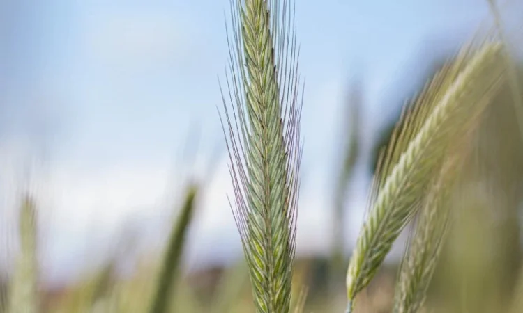 Жито Ігор - (1 млн насіння) - фото № 1