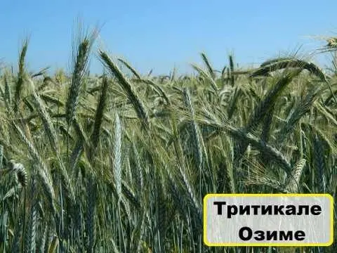Семена Тритикале Гарне - фото № 1