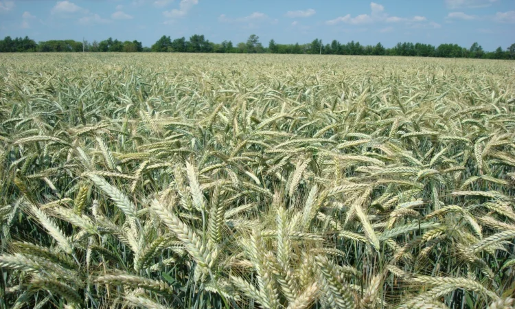 Семена тритикале ярового Легинь Харьковский - фото № 1