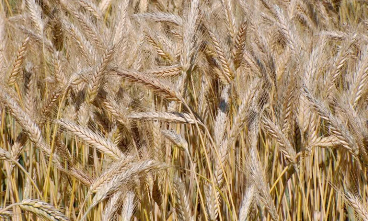 Семена озимого тритикале Щедрое Носовское - фото № 1