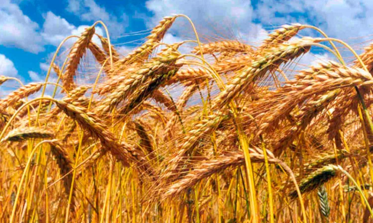 Семена озимого тритикале Славное, 1 репродукция - фото № 1