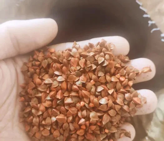 Насіння гречки FLORIDA, Еліта, канадський сорт - фото № 1