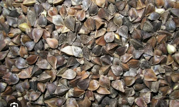 Продаж насіння гречки для фермерських господарств - фото № 1