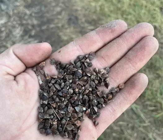 Продам насіння гречки для посіву - фото № 1