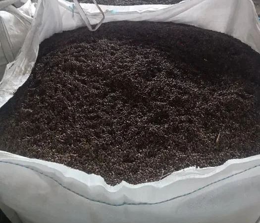 Продаж насіння гречки сорту Пенні - фото № 1