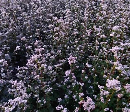 Продажа насіння гречки PENNY - фото № 1