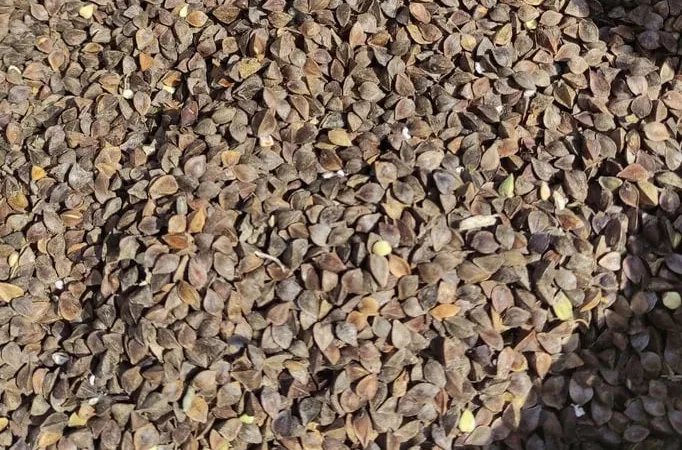 Гречка посівна, насіннєва для продажу - фото № 1