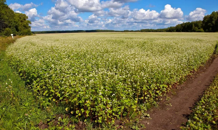 Продажа насіння гречки АРНО і PANNY - фото № 1