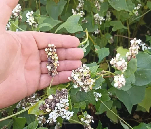 Насіння гречки сорту Антарія на продаж - фото № 1