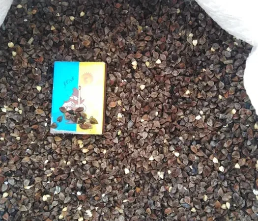 Продаж насіння гречки Гранбі - фото № 1