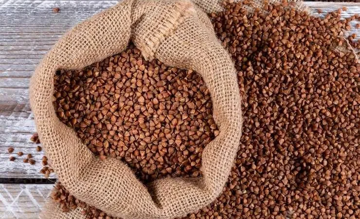 Продаж насіння гречки Син-03 - фото № 1