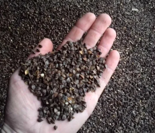 Насіння гречки 2022 року на продаж - фото № 1