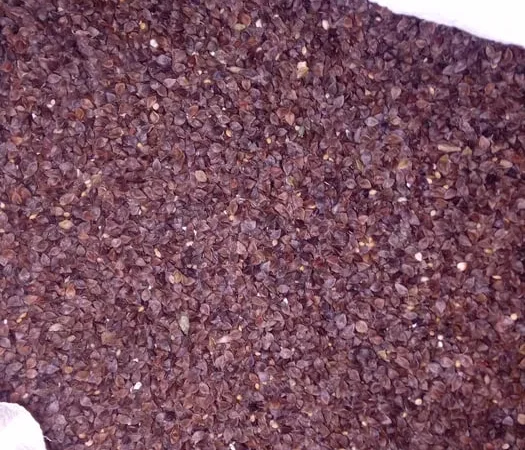 Продажа насіння гречки посівної - фото № 1