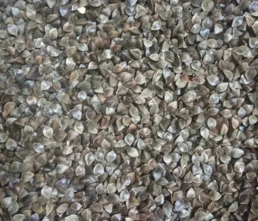 Продаю насіння гречки товарного якості - фото № 1