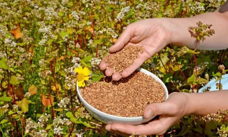 Продаж Насіння гречки GRANBY - фото № 1