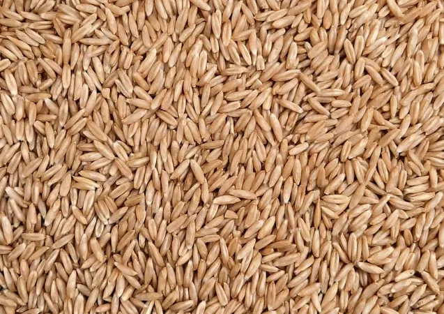 Продаж органічного овса голозерного 1 кг - фото № 1