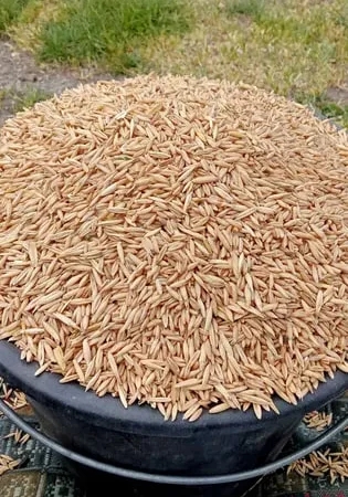 Продаж овса голозерного по вазі - фото № 1