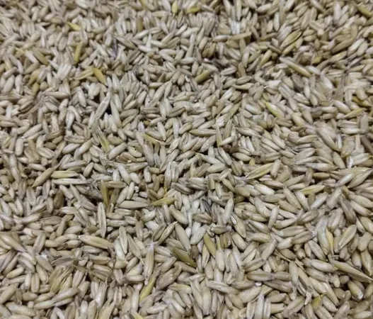 Продаж овса голозерного в Рожищі - фото № 1