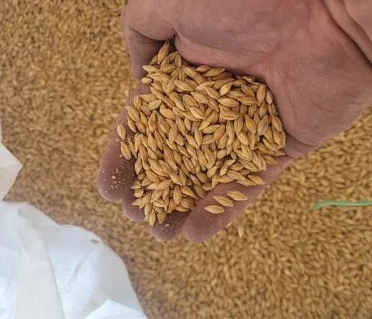 Ячмінь ярий посівний 1 репродукція - фото № 1