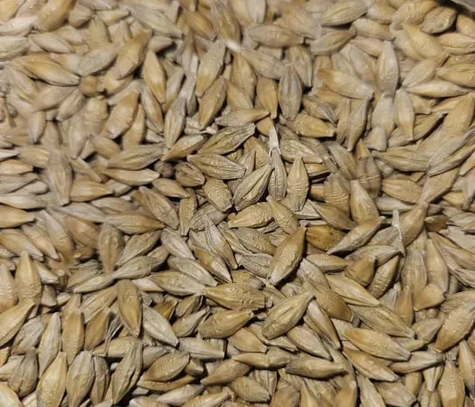 Продаж насіння ярого ячменю та вівса - фото № 1