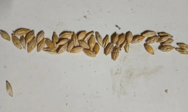 Продаю ячмень посевной второй репродукции - фото № 1