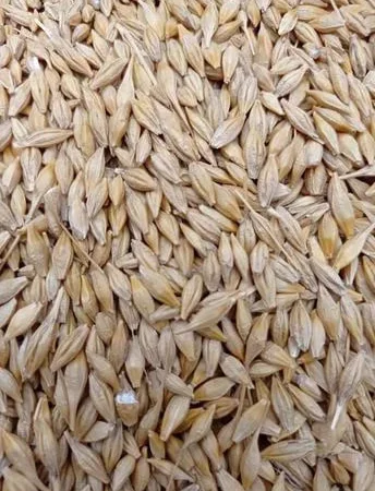 Ячмень ярий урожая 2022 на продажу - фото № 1