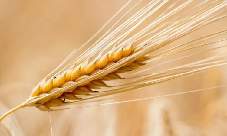 Продаж ярого ячменю - фото № 1