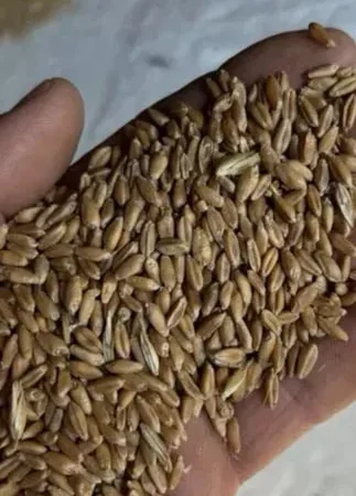 Продаж свіжого ячменю 2025 року - фото № 1