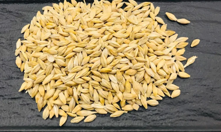 Ячмінь ярий 2025 року на продаж - фото № 1