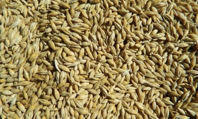 Продаж ячменю ярого, урожай 2025 року - фото № 1