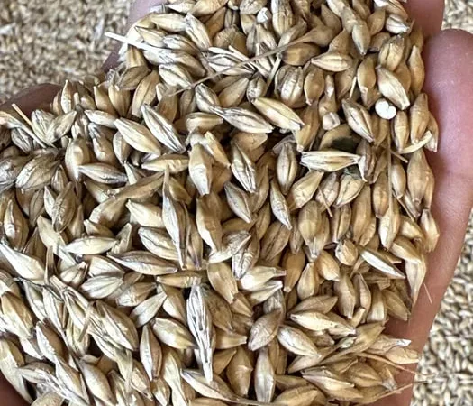 Продажа ячменя ярого свежего урожая - фото № 1