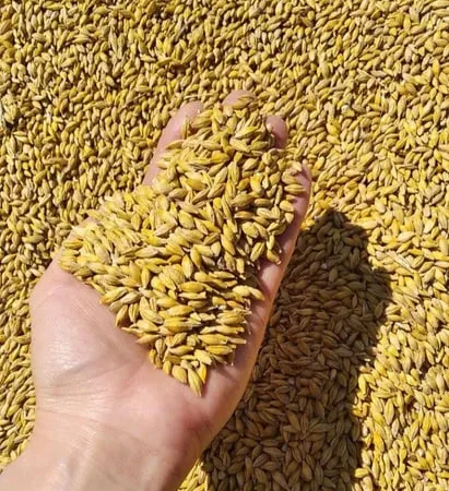 Продажа ячменя ярого - фото № 1