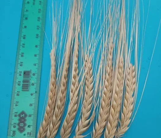 Продам ячмінь KWS Jessie для весняної сівби - фото № 1