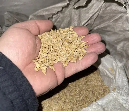 Ячмінь посівний Геліос першої репродукції - фото № 1