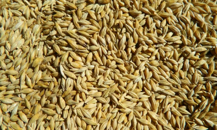 КАНАДСЬКИЙ ЯЧМІНЬ ПОСІВНИЙ НАСІННЯ - фото № 1