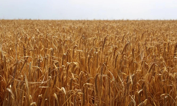 Ярое ячмень Себастьян для пивоварения - фото № 1