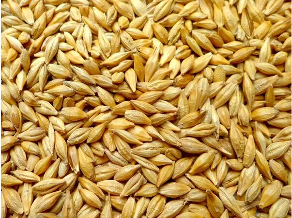 Ячмень сорт Світоч Носівський на продажу - фото № 1