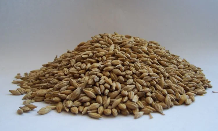 Ячмень Карміна на продажу 2026 год - фото № 1