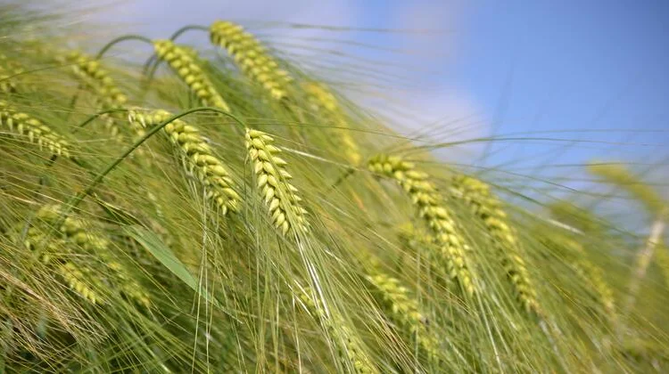 Продажа озимого ячменя Фінола в Кировоградской обл. - фото № 1