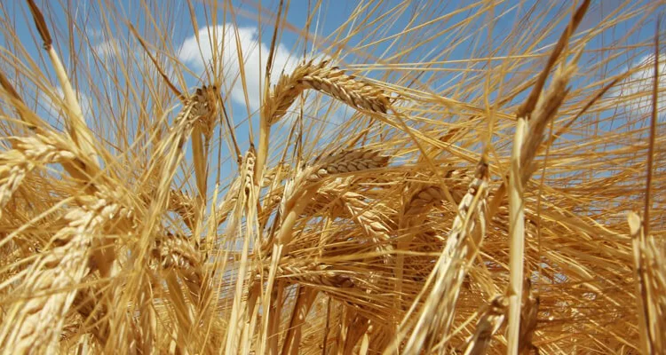 Озимий ячмінь Парадіс – продаж - фото № 1