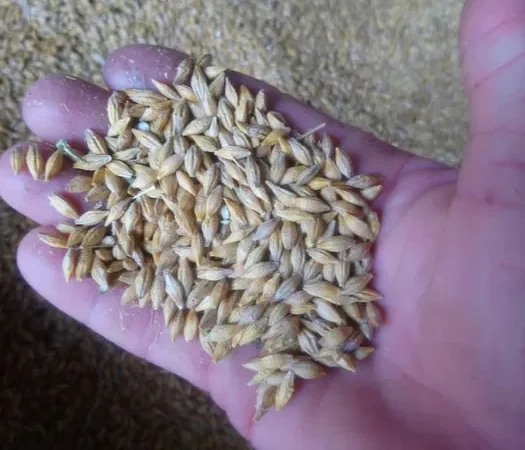 Куплю ячмінь Спітфаєр для пивоваріння - фото № 1