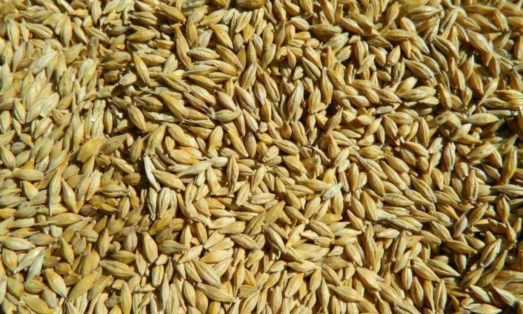 Продажа товарного и посевного ячменя пивоваренного - фото № 1