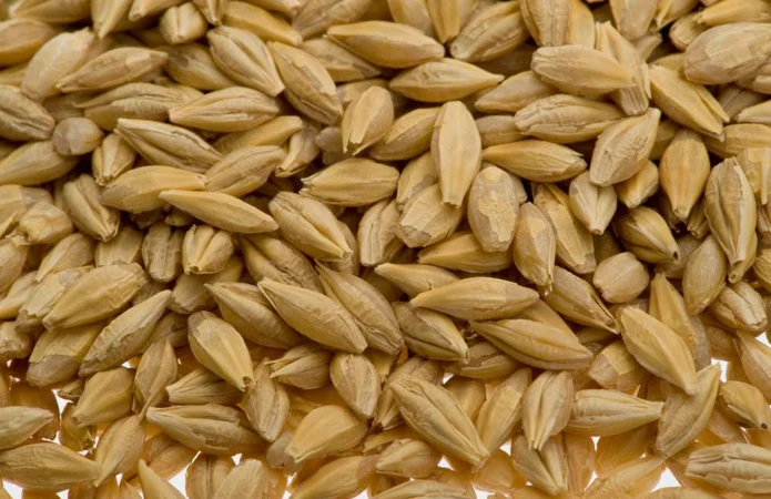 Ячмінь пивоварний «Себастьян» на продаж - фото № 1